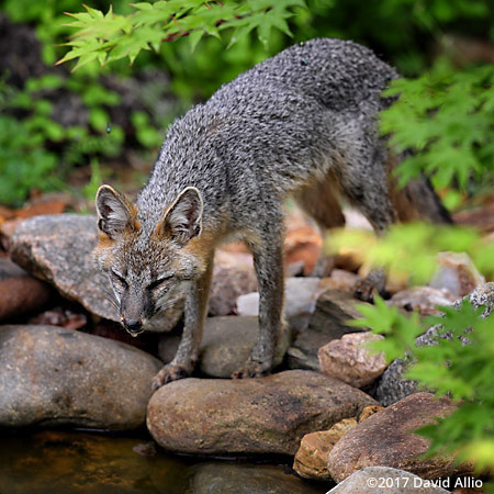 Gray Fox Canidae Urocyon cinereoargenteus Back Yard Wildlife Upstate South Carolina