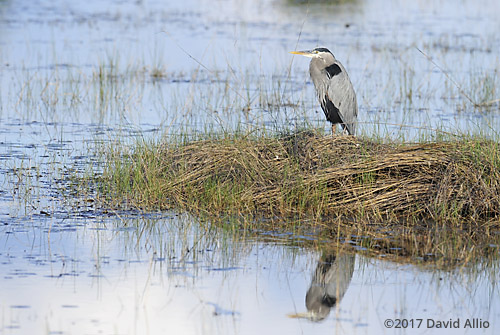 Reflection Ardeidae Ardea herodias Great Blue Heron St Marks National Wildlife Refuge Walkulla County Florida