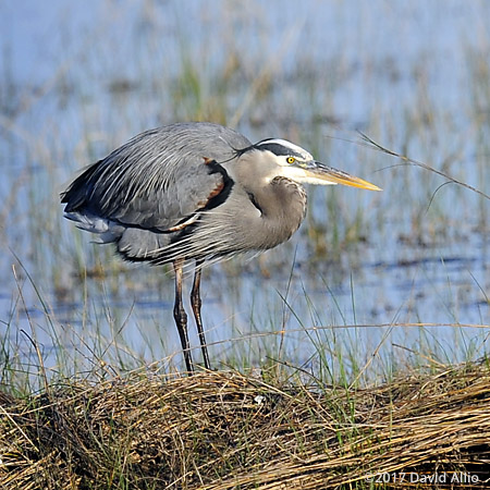 Afternoon Sun Ardeidae Ardea herodias Great Blue Heron St Marks National Wildlife Refuge Walkulla County Florida