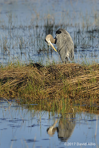 Preening Heron Ardeidae Ardea herodias Great Blue Heron St Marks National Wildlife Refuge Walkulla County Florida