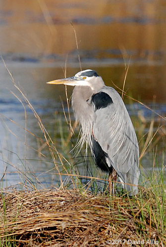 Ardeidae Ardea herodias Great Blue Heron St Marks National Wildlife Refuge Walkulla County Florida