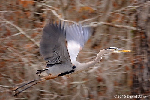 Great Blue Heron Ardea herodias Lake Miccosukee Jefferson County Florida