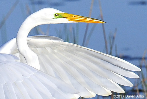 Ardeidae Ardea alba Great Egret St Marks National Wildlife Refuge Walkulla County Florida