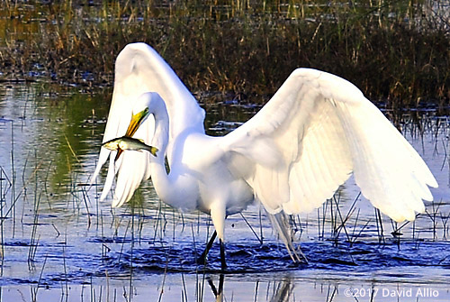 Spear Fishing Ardeidae Ardea alba Great Egret St Marks National Wildlife Refuge Walkulla County Florida