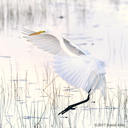 Ardeidae Ardea alba Great Egret St Marks National Wildlife Refuge Walkulla County Florida