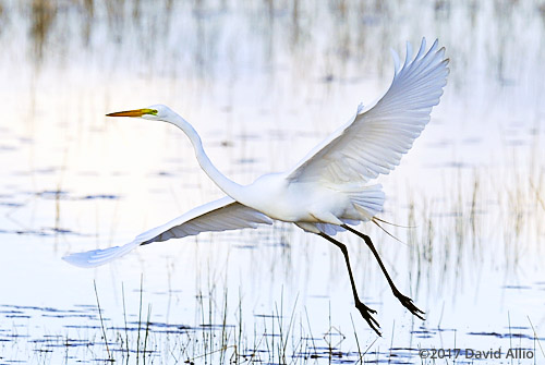 Wings Outstretched Ardeidae Ardea alba Great Egret St Marks National Wildlife Refuge Walkulla County Florida