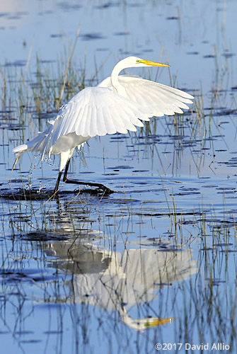 Ardeidae Ardea alba Great Egret St Marks National Wildlife Refuge Walkulla County Florida