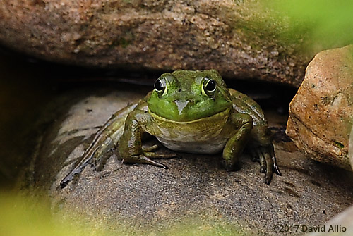 Ranidae Rana clamitans melanota Green Frog Back Yard Wildlife Upstate South Carolina