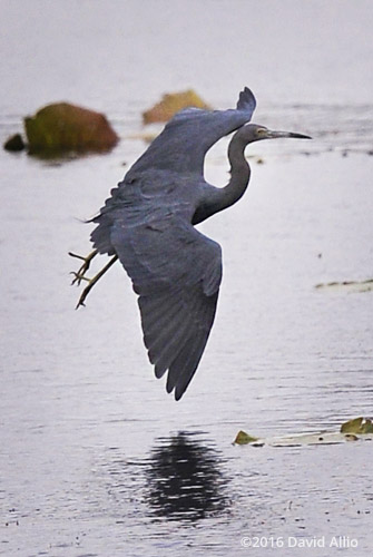 Little Blue Heron Egretta caerulea Lake Miccosukee Jefferson County Florida