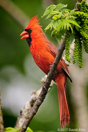 Male Northern Cardinal Cardinalidae Cardinalis cardinalis Back Yard Wildlife Upstate South Carolina