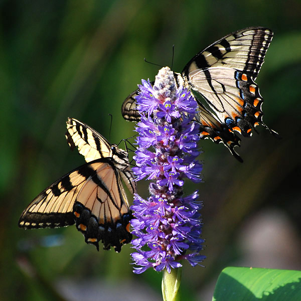 Papilionidae Papilio appalachiensis Appalachian Tiger Swallowtail Back Yard Wildlife Upstate South Carolina