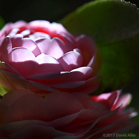 Theaceae Camellia japonica Pink Perfection Jefferson County Florida