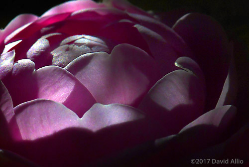Theaceae Camellia japonica Pink Perfection color psychology