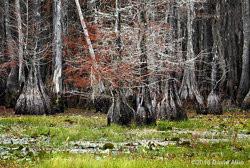 Fagaceae Quercus laurifolia Laurel Oaks Lake Miccosukee Jefferson County Florida
