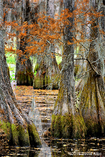 Fagaceae Quercus laurifolia laurel oaks Lake Miccosukee Jefferson County Florida Fagaceae Quercus laurifolia laurel oaks Lake Miccosukee Jefferson County Florida