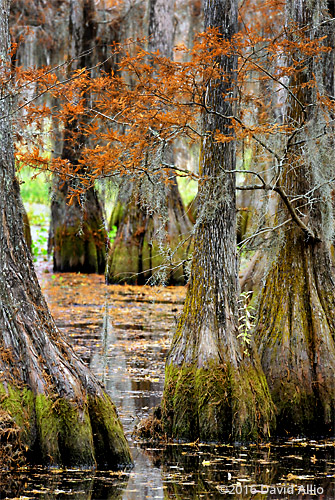 Fagaceae Quercus laurifolia laurel oaks Lake Miccosukee Jefferson County Florida