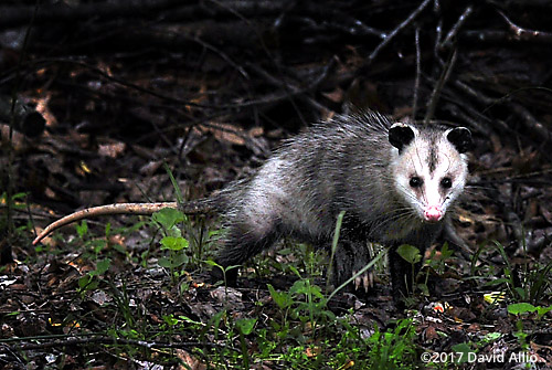 North American Opossum Virginia Opossum Didelphidae Didelphis virginiana Back Yard Wildlife Upstate South Carolina