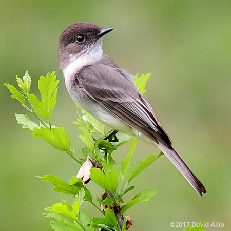 Willow Flycatcher Tyrannidae Empidonax tradillii Back Yard Wildlife Upstate South Carolina