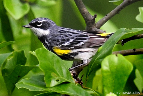 Male Yellow-Rumped-Warbler Parulidae Serophaga coronaya Back Yard Wildlife Upstate South Carolina