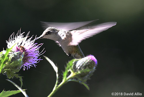 Trochilidae Archilochus colubris female Ruby-throated Hummingbird Asteraceae Cirsium altissimum Tall Thistle Lake Blalock South Carolina