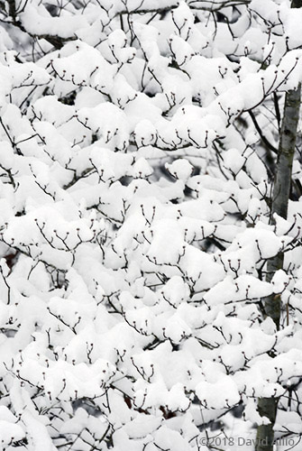 Cotton patterns Upstate Snow South Carolina