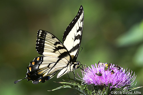 Papilionidae Eastern Tiger Swallowtail Pterourus glaucus Asteraceae Cirsium altissimum Tall Thistle Lake Blalock South Carolina