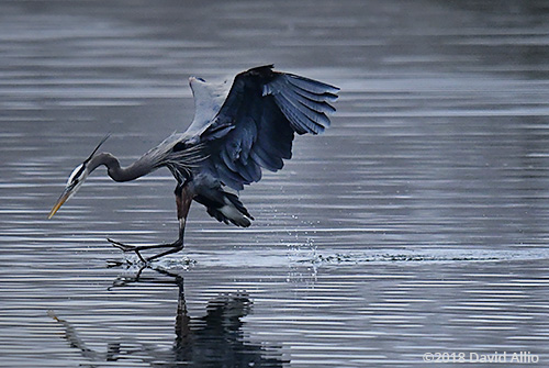 Natural Hunter Pelecaniformes Areidae Ardea herodias Great Blue Heron Upstate South Carolina