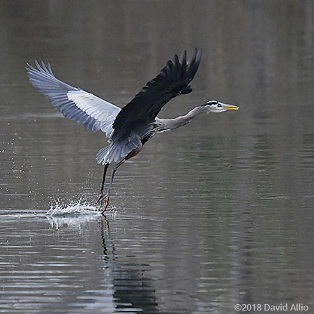 Skier Pelecaniformes Areidae Ardea herodias Great Blue Heron Upstate South Carolina