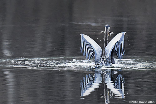 Bubbles and Ripples Pelecaniformes Areidae Ardea herodias Great Blue Heron Upstate South Carolina