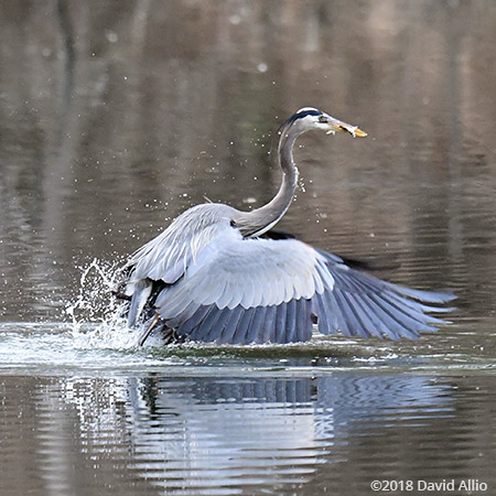 Evening Water Pelecaniformes Areidae Ardea herodias Great Blue Heron Upstate South Carolina