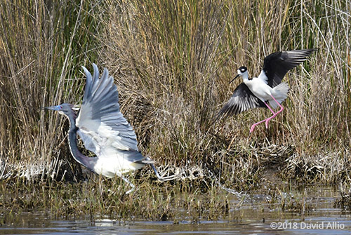 Recurvirostridae Himantopus mexicanus Black-necked Stilt Ardeidae Egretta tricolor Tricolored Heron St Marks National Wildlife Reserve Florida