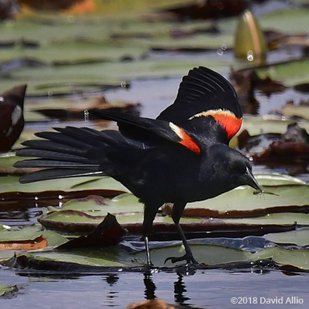 Agile Flyer Icteridae Agelaius phoeniceus Red-winged Blackbird St Marks National Wildlife Reserve Florida