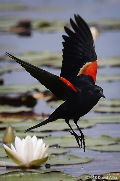 Icteridae Agelaius phoeniceus Red-winged Blackbird St Marks National Wildlife Reserve Florida