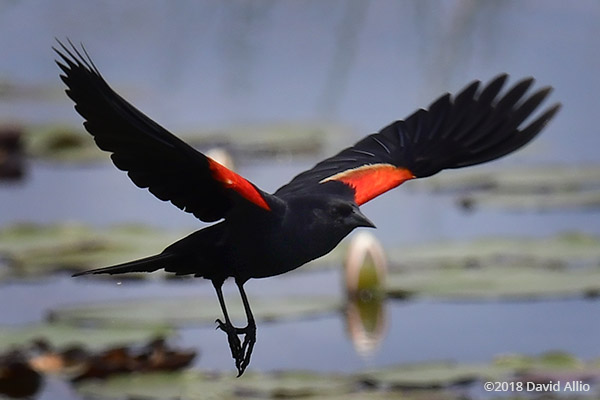 Native Birds Icteridae Agelaius phoeniceus Red-winged Blackbird St Marks National Wildlife Reserve Florida