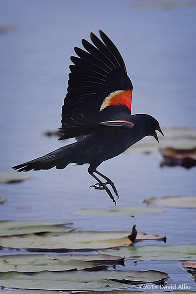 Wet Places Icteridae Agelaius phoeniceus Red-winged Blackbird St Marks National Wildlife Reserve Florida