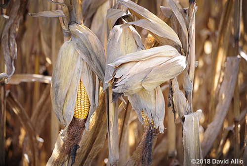 Crop Choices Indiana Corn Fountain County Americana Collection