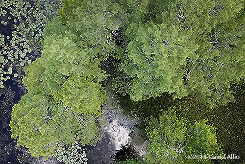 aerial photography Laurel Oaks Quercus laurifolia Lake Miccosukee Jefferson County Florida