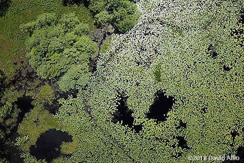aerial photography Nymphaeaceae Nymphaea odorata American white waterlily Lake Miccosukee Jefferson County Florida