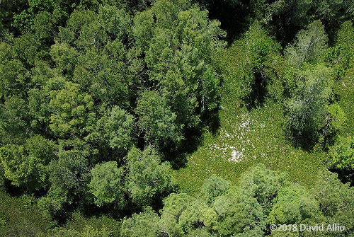 aerial photography Laurel Oaks Quercus laurifolia Slash Pine Swamp Pine Pinus elliottii Pond Pine Pinus serotina American white waterlily Nymphaea odorata Lake Miccosukee Jefferson County Florida