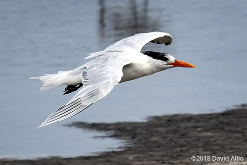 Non-breeding Laridae Sterna forsteri Forsters Tern St Marks National Wildlife Reserve Florida