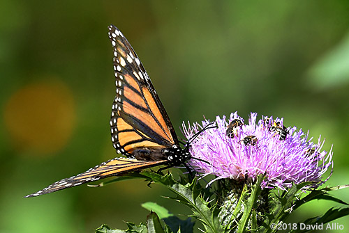 Nymphalidae Monarch Butterfly Danaus plexippus Asteraceae Cirsium altissimum Tall Thistle Lake Blalock South Carolina