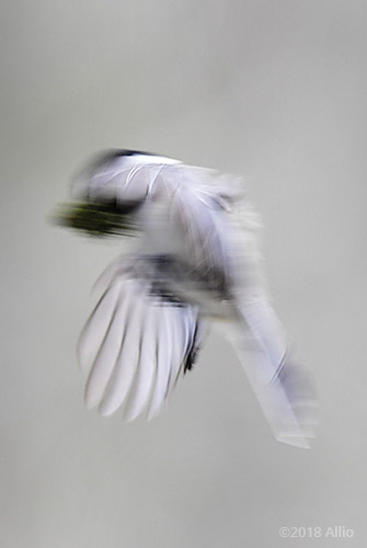 Motion Paridae Poecile carolinensis Carolina Chickadee Upstate South Carolina