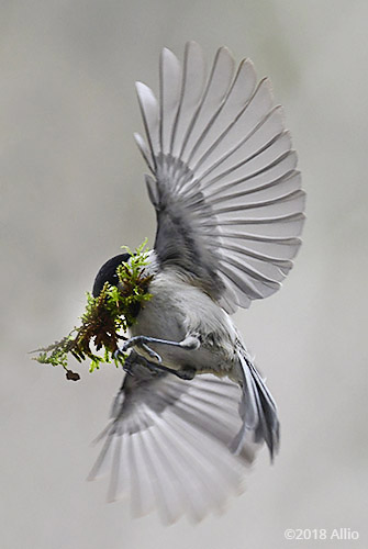Wings Paridae Poecile carolinensis Carolina Chickadee Upstate South Carolina