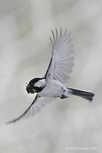 Jumps Paridae Poecile carolinensis Carolina Chickadee Upstate South Carolina