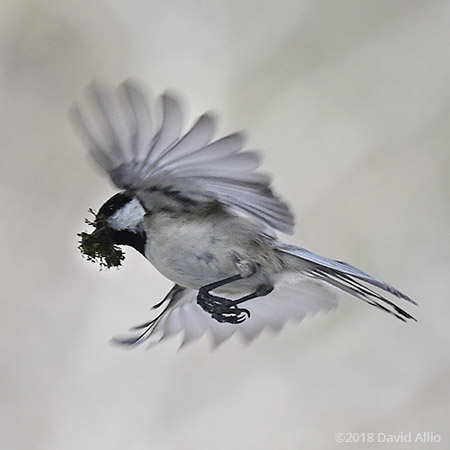 Constructing Paridae Poecile carolinensis Carolina Chickadee Upstate South Carolina