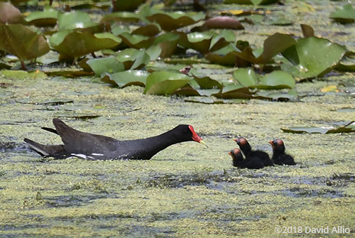 Rallidae Gallinula galeata Common Gallinule St Marks National Wildlife Reserve Florida