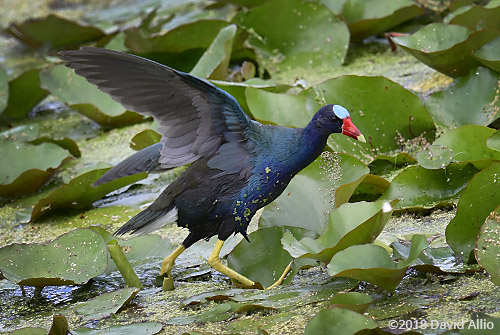 Rallidae Porphyrio martinica Purple Gallinule Nymphaeaceae Nymphaea odorata American white waterlily St Marks National Wildlife Reserve Florida