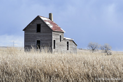 Budding trees abandoned prairie house northern Great Plains Williams County Tioga North Dakota Americana Collection