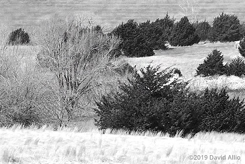 Landscape with Pines Nowhere Oklahoma