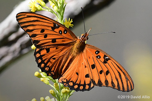 Gulf Fritillary Nymphalidae Agraulis Vanillae Gulf Fritillary Asteraceae Solidago Mexicana Seaside Goldenrod Butterflies Moths of North America BAMONA verified accepted Gulf od Mexico Florida